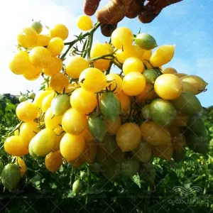 بذر گوجه فرنگی گیلاسی زرد دیوانه آمریکایی