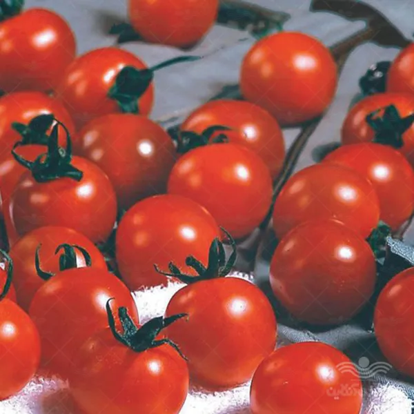 بذر گوجه چری زیتونی درختی خانگی