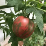 بذر گوجه فرنگی مشکی ورنیساژ خانگی 0