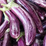 بذر بادمجان بنفش ببری قلمی خانگی وانیاسید 0