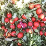 بذر گوجه فرنگی بلوکی فامور 2500 عددی 2