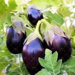 بادمجان دلمه ای پویاسید 0