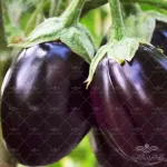 بذر بادمجان دلمه ای گلبرگ پامچال 0