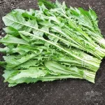 بذر کاسنی گرین سید 0