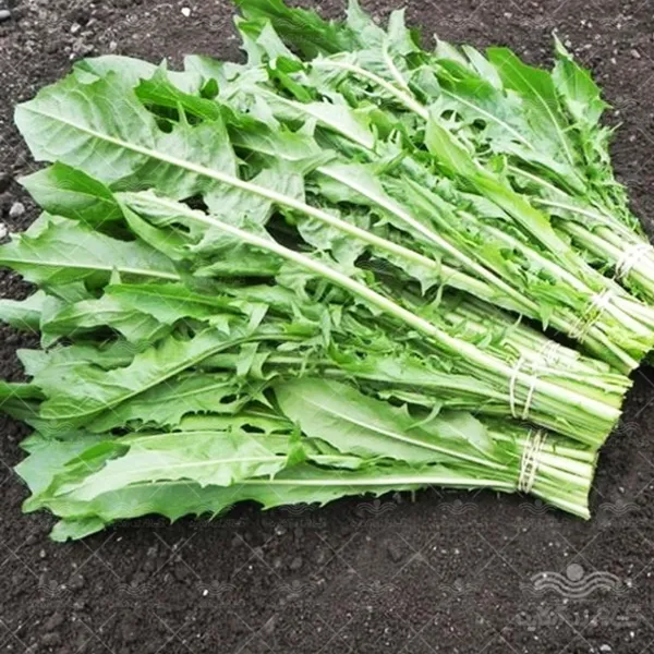 بذر کاسنی گرین سید
