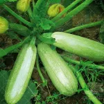 کدو خورشتی یا کدو مسمایی گلبرگ پامچال 0
