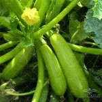 کدو خورشتی یا کدو مسمایی کیان بذر 0