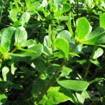 بذر سبزی خرفه وانیاسید 0