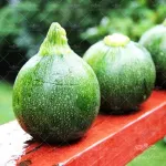 کدو خورشتی دلمه سبز تیره 0