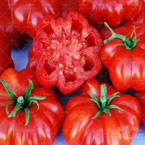 بذر گوجه فرنگی دلمه ای