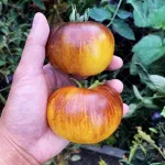 بذر گوجه فرنگی الماس روشن یا گوهر درخشنده 0