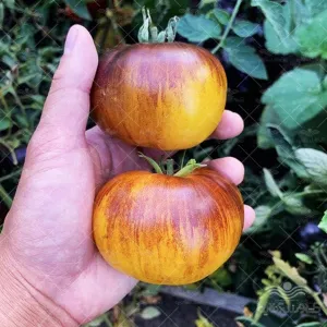 بذر گوجه فرنگی الماس روشن یا گوهر درخشنده