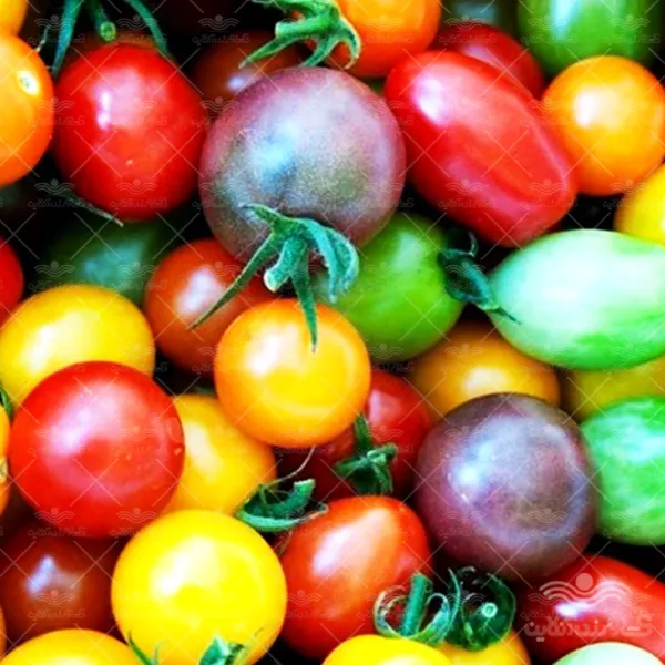 بذر گوجه فرنگی میکس درشت