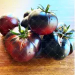 بذر گوجه فرنگی یاس بنفش 0