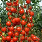 بذر گوجه فرنگی فارگاریا 0