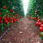 بذر گوجه گلخانه ای کوانتوم پرگل صادراتی 1000 عددی 2