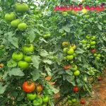 بذر گوجه گلخانه ای کوانتوم پرگل صادراتی 1000 عددی 4