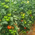 بذر گوجه فرنگی درختی و داربستی کوانتوم خانگی 10 عددی 2