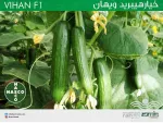 بذر خيار پرگل گلخانه ای ویهان نسکو 2