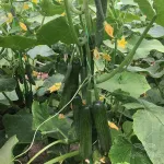 بذر خیار گلخانه ای شهاب از شرکت نیکرسون هلند 500 عددی 2