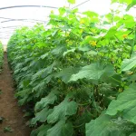بذر خیار گلخانه ای شهاب از شرکت نیکرسون هلند 500 عددی 3
