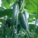بذر خیار گلخانه ای کیهان از شرکت نیکرسون هلند 500 عددی 3