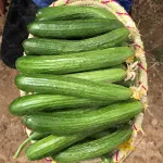 بذر خیار هیمالیا نیکرسون هلند پارتنوکارپ مخصوص کشت تونلی و فضای باز 500 عددی 2