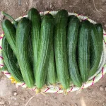 بذر خیار هیمالیا نیکرسون هلند پارتنوکارپ مخصوص کشت تونلی و فضای باز 500 عددی 4