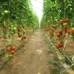 بذر گوجه گلخانه ای پارمیس نیکرسون هلند 500 عددی 2
