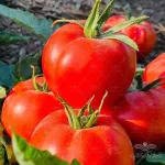 بذر گوجه فرنگی گرد زودرس و پربار نیلاروز 5000 عددی 3
