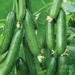 بذر خیار گلخانه ای گالاردو 100 عددی 0