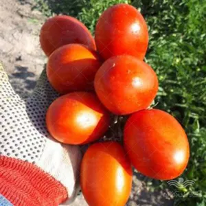 بذر گوجه فرنگی ردکنر ناسکو رقمی صنعتی ویژه کارخانه با بریکس 7