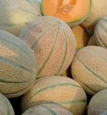 بذر ملون یا خربزه جانا خانگی ده عددی 0