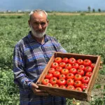 بذر گوجه فرنگی فضای باز هیبرید نرو کره جنوبی 5000 عددی 2