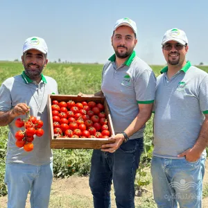 بذر گوجه فرنگی زودرس پربار مارس تیپ بلوکی 5000 عددی