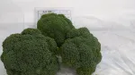 کلم بروکلی گرین استار نیکرسون 2500 عددی 3