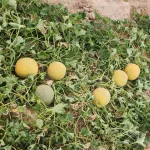 بذر ملون گرد گالیا پاتریوت 1000 عددی 2
