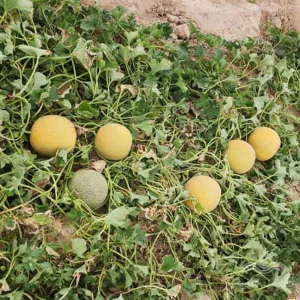 بذر ملون گرد گالیا پاتریوت 1000 عددی