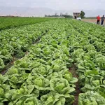 بذر کاهو سیاه فارو ایتالیا 25000 عددی 2