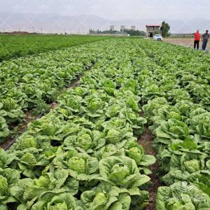 بذر کاهو سیاه فارو ایتالیا 25000 عددی