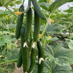 بذر خیار گلخانه ای پرگل وزیر مناسب کشت در تمام فصول و سراسر کشور 3