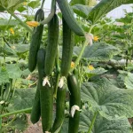 بذر خیار گلخانه ای پرگل وزیر مناسب کشت در تمام فصول و سراسر کشور 3