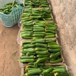 بذر خیار گلخانه ای پرگل وزیر مناسب کشت در تمام فصول و سراسر کشور 5