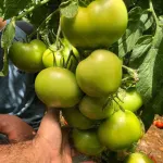 بذر گوجه گلخانه ای پرگل سندی هلند 1000 عددی 2