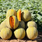 بذر ملون (خربزه ) تیپ جانا رقم 5013 کریدو هلند 1000 عددی 2