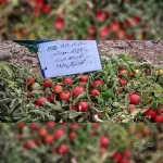 بذر گوجه فرنگی ماریانا ثمین سابق جایگزین سانسید  6189 5