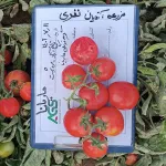 بذر گوجه فرنگی ماریانا ثمین سابق جایگزین سانسید  6189 6
