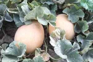 بذر ملون فضای باز بارنگ گریفاتون فرانسوی 500 گرمی