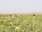 بذر ملون فضای باز بارنگ گریفاتون فرانسوی 500 گرمی 4