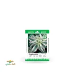 بذر خانگی گل چینی سینا 0